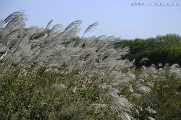 田野景色