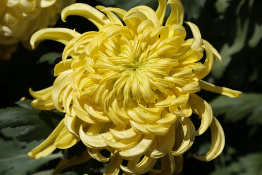 菊花