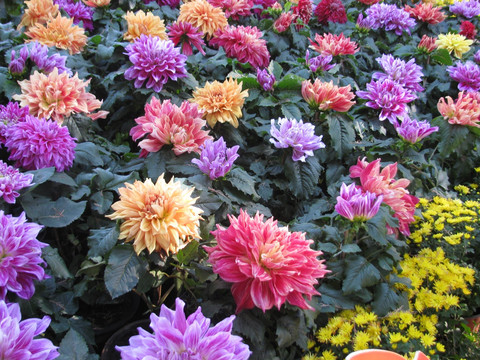 大丽花