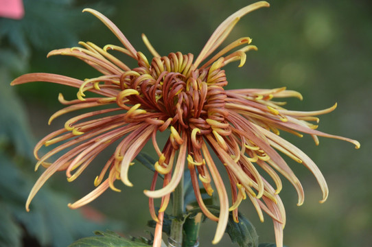 菊花