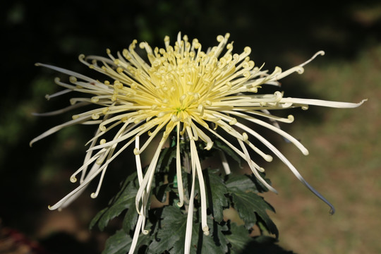 菊花