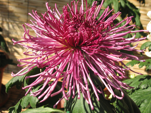 菊花