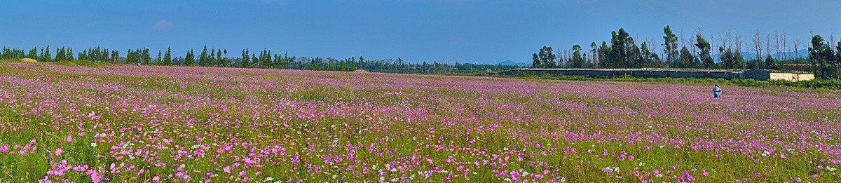 格桑花全景