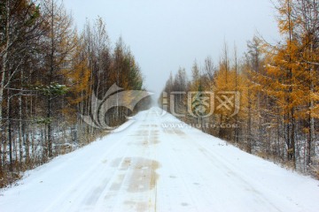 秋林雪路