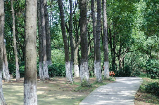 林间小路