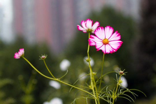 格桑花