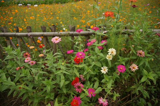 篱笆与花卉