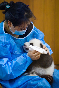 抚育熊猫幼崽