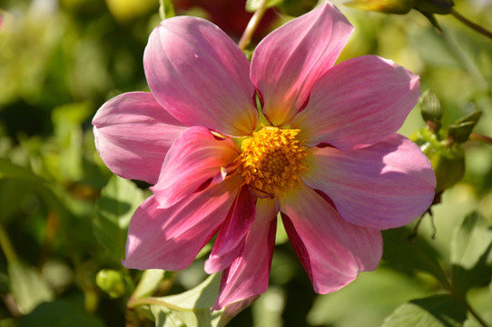 小丽花