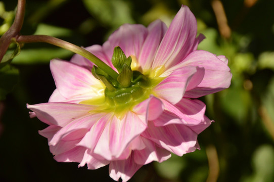 小丽花