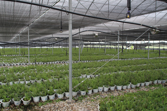 仙草种植基地