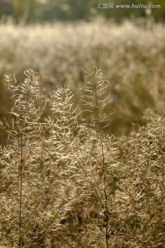 野草