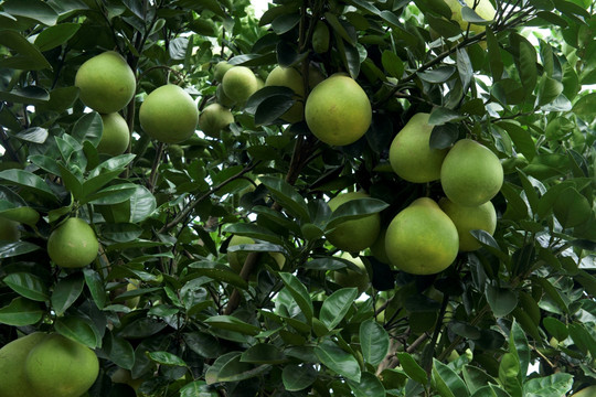 柚子树 农业 经济作物