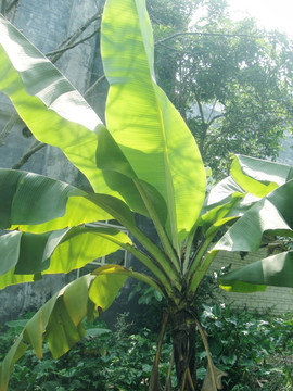 巴蕉树