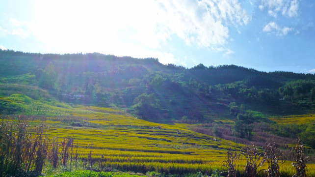 大山 稻田 兴隆