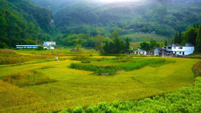 夕阳下的稻田