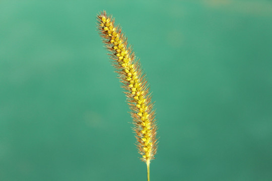 秋季里金黄色的狗尾草