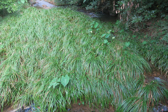溪流水草
