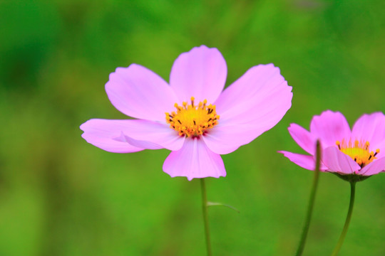 格桑花