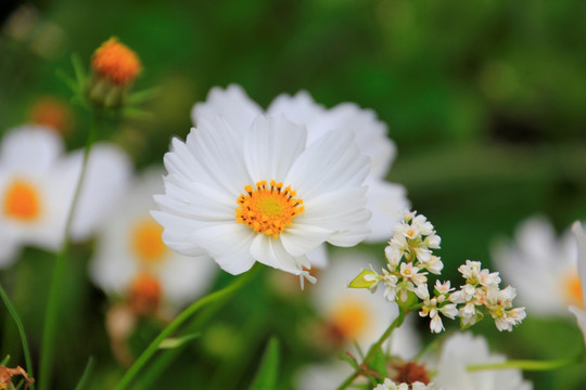 格桑花