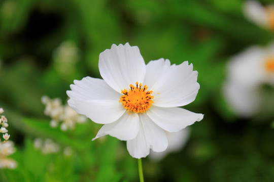 格桑花