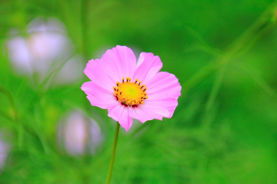 格桑花