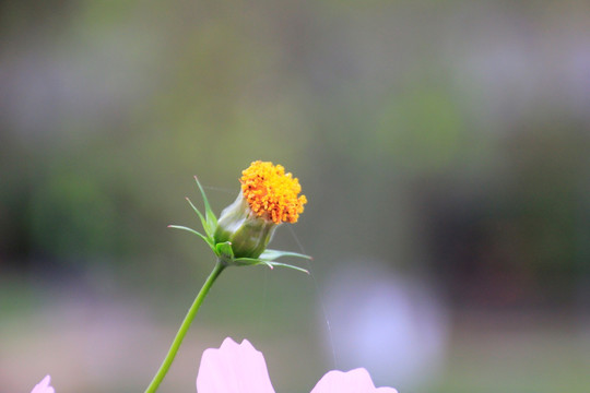 格桑花