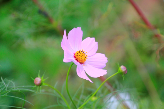 格桑花