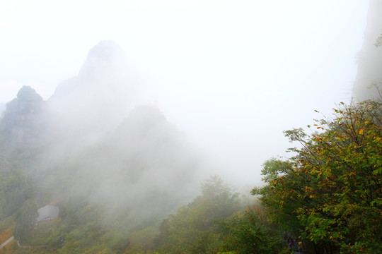 悬崖峭壁 森林植被