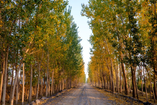 乡间小路