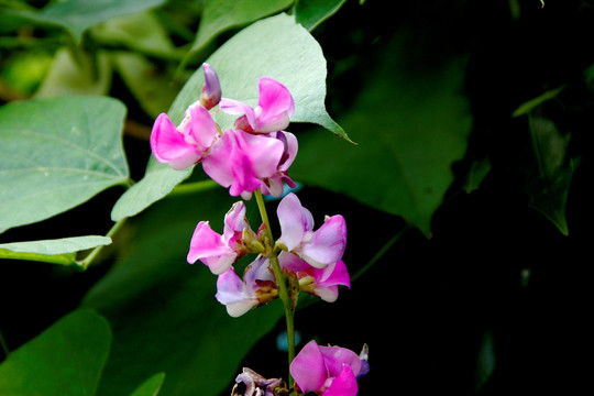 扁豆花