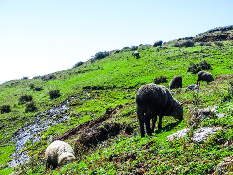 高山牧场