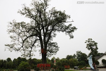千年红豆树