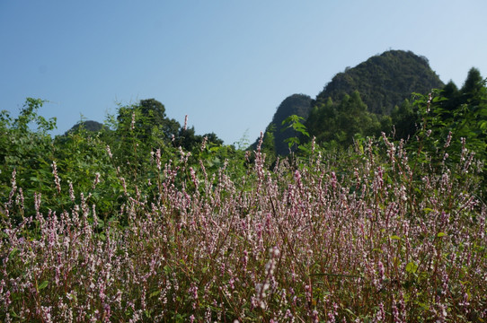 花海