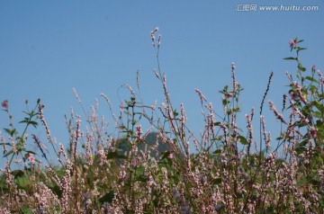 花海