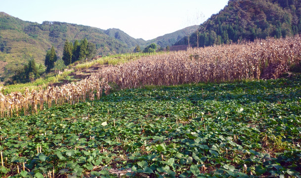 玉米地 红苕