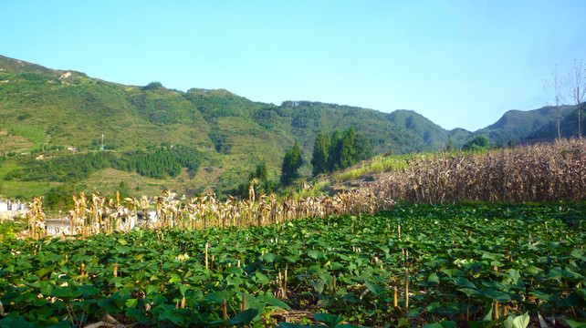 玉米地 红薯地