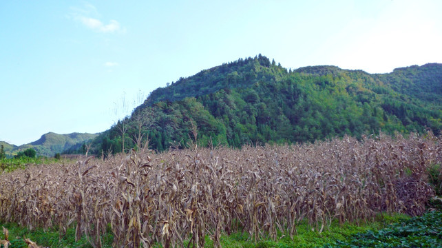 山里的玉米地