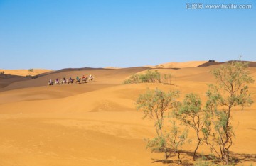 沙坡头 沙漠 驼队