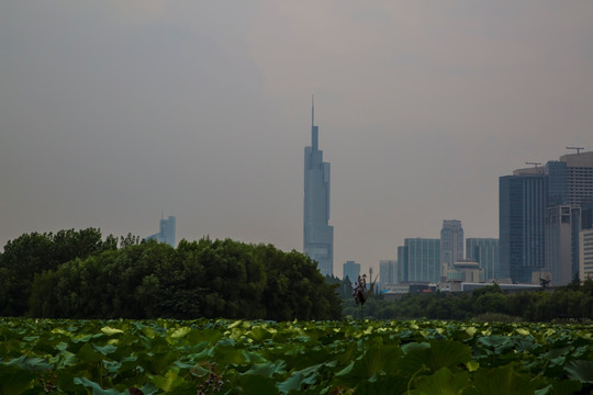 南京最高楼