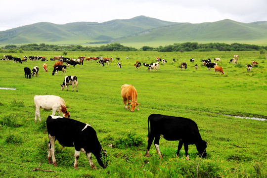 夏季湿地牧场牛群