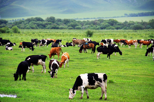 夏季草原牧场上的牛群