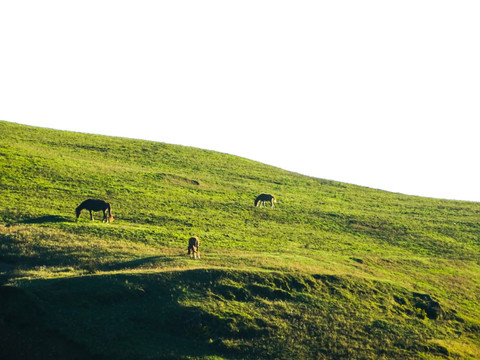 高山牧场