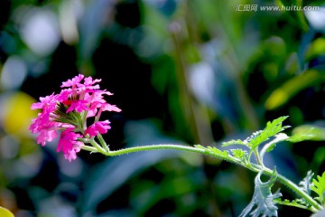 花卉