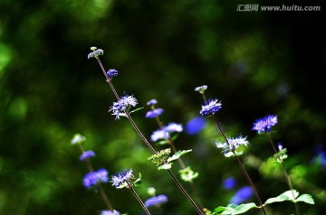一丛向上生长的蓝紫色莸属花