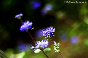 两枝蓝紫色莸属花