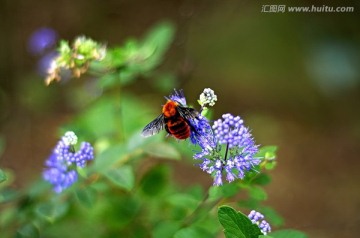 蜜蜂和蓝紫色莸属花微距特写