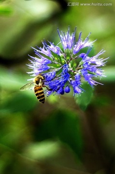 蜜蜂和一朵蓝紫色莸属花特写