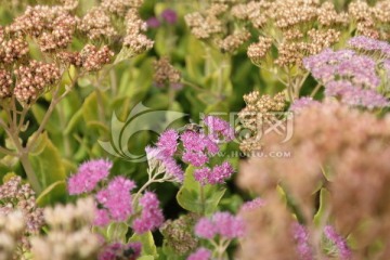 花和蜜蜂