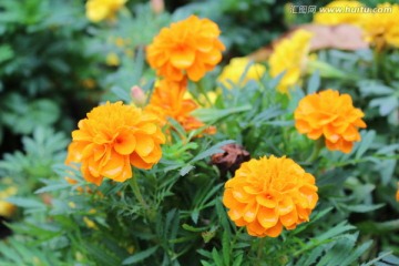 黄花